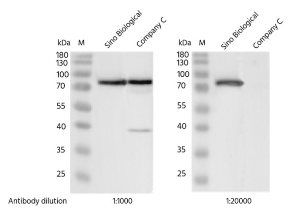Anti-Phospho-PKCalpha (Thr638) Monoclonal Recombinant Antibody