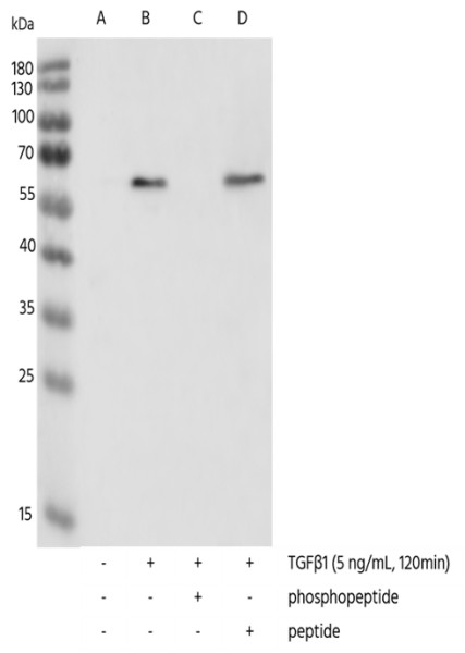 Anti-Phospho-SMAD2 (Ser465, 467) Monoclonal Recombinant Antibody