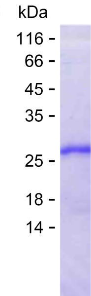 GNL2 (human), recombinant protein