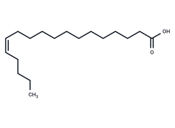 cis-13-Octadecenoic Acid