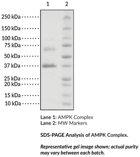 AMPK Complex (alpha1, beta1, and gamma1 subunits, human, recombinant)