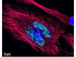 Anti-Mouse IgG (H&amp;L), DyLight(TM) 488 conjugated