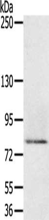 Anti-MEP1A