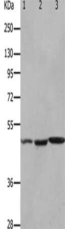 Anti-HCRTR2