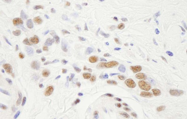 Anti-NF-YA IHC Antibody, affinity purifie (IHC)