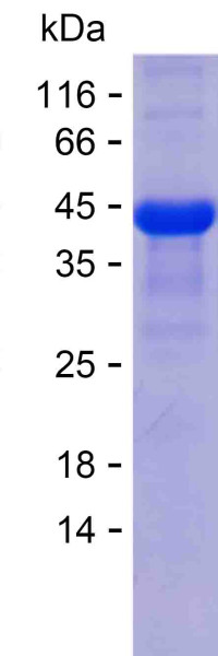 WDR1 (human), recombinant protein