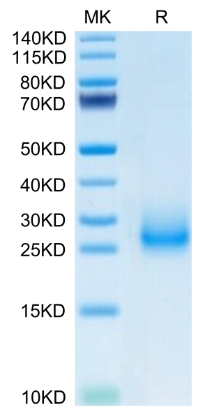 Mouse CD7 Protein