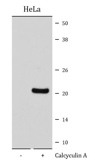 Anti-phospho-Bad (Ser112)