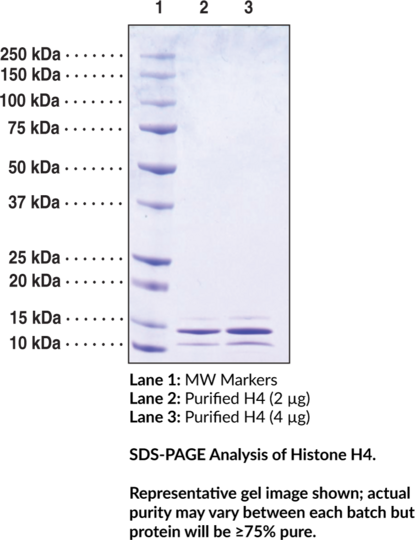 Histone H4 (human, recombinant)
