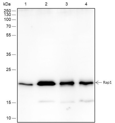 Anti-Recombinant RAP1A+RAP1B, clone A459