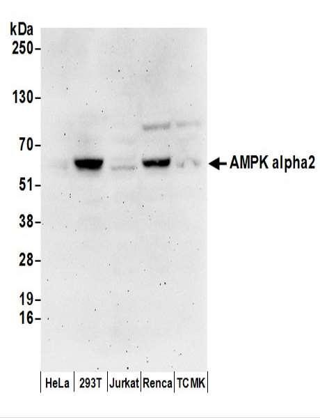 Anti-AMPK alpha 2