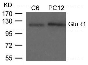 Anti-GluR1 (Ab-849)