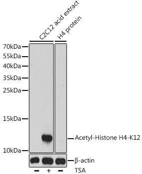 Anti-Acetyl-Histone H4 (Lys12)
