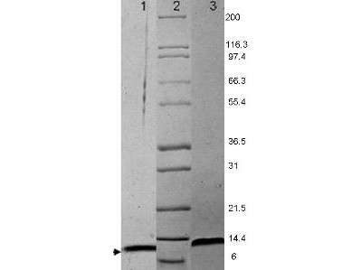 MIP-1alpha Mouse Recombinant Protein