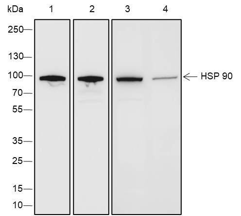 Anti-Recombinant HSP90 beta, clone A257