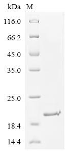 Peptidyl-prolyl cis-trans isomerase A (PPIA), human, recombinant