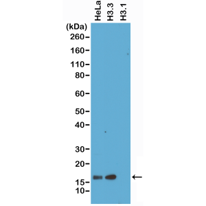 Anti-Histone H3.3, Rabbit Monoclonal (RM190)