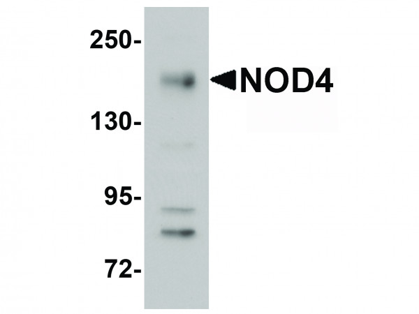 Anti-NOD4