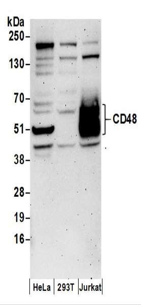 Anti-CD48