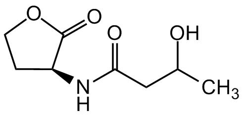 3-Hydroxy-butanoyl-L-homoserine lactone