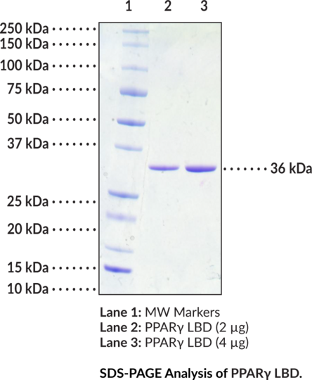 PPARgamma LBD (human, recombinant)