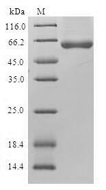 Gamma-soluble NSF attachment protein (NAPG), human, recombinant