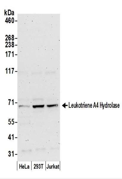 Anti-Leukotriene A4 Hydrolase/LTA4H
