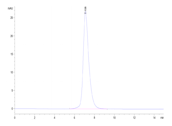 Human IL-2 R gamma/CD132 Protein