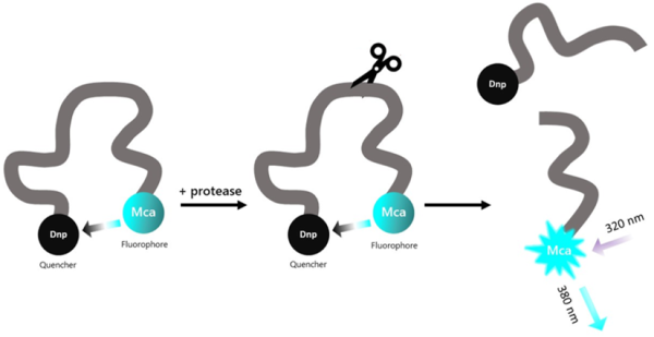 Cathepsin E Inhibitor Screening Assay Kit