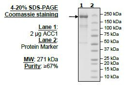 ACC-1, active human recombinant protein