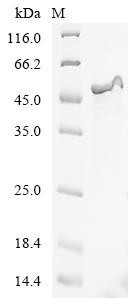 Long-chain fatty acid transport protein (fadL), recombinant Shigella flexneri