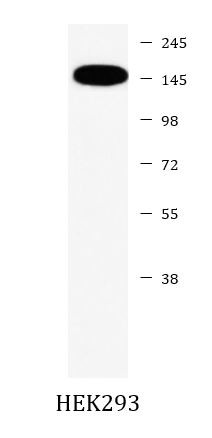 Anti-KDM4A / JHDM3A