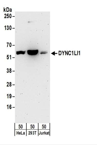 Anti-DYNC1LI1