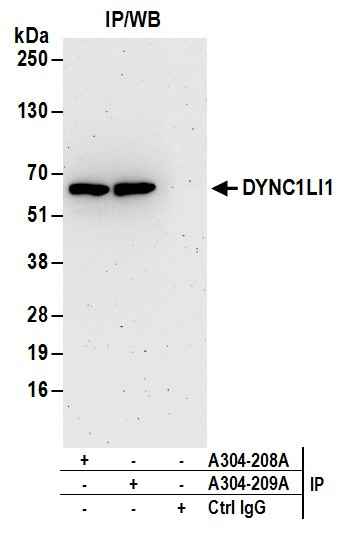 Anti-DYNC1LI1