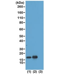 Anti-H3K23ac / Acetyl Histone H3 Lysine 23, clone RM169 (recombinant antibody)