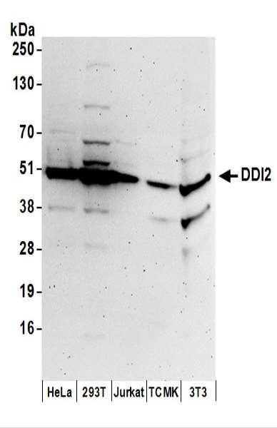 Anti-DDI2