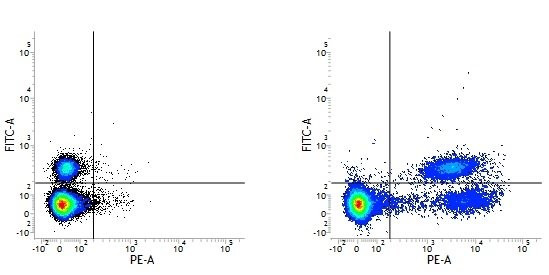 Anti-HLA DP + DQ + DR (RPE), clone WR18