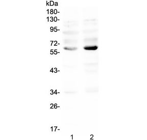 Anti-NRF1 / Nuclear Respiratory Factor 1