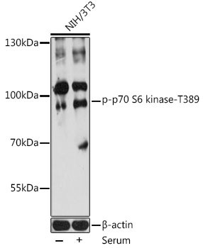 Anti-phospho-P70S6K1-T389