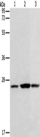 Anti-CASP14