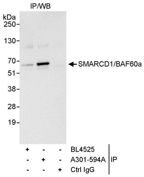 Anti-SMARCD1/BAF60a