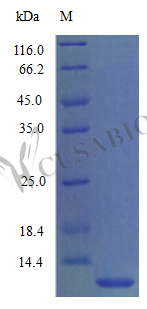 C-C motif chemokine 3 protein (Ccl3) (Active), mouse, recombinant