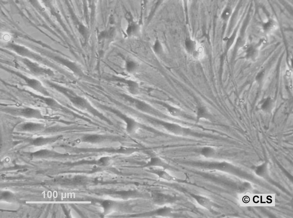 HROG07 Cells