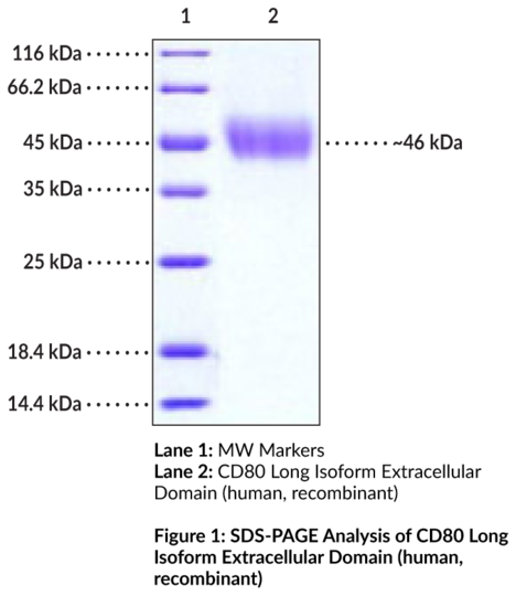 B7-1/CD80 Long Isoform Extracellular Domain (human, recombinant, His-tagged)