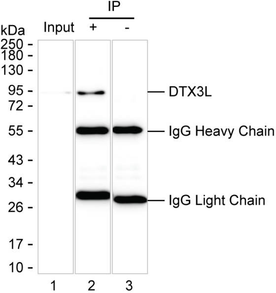 Anti-DTX3L Magnetic Beads