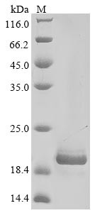 Alpha-2-macroglobulin receptor-associated protein (Lrpap1), partial, mouse, recombinant