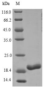 Gremlin-1 (Grem1), rat, recombinant