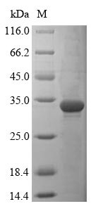 Dedicator of cytokinesis protein 8 (Dock8), partial, mouse, recombinant