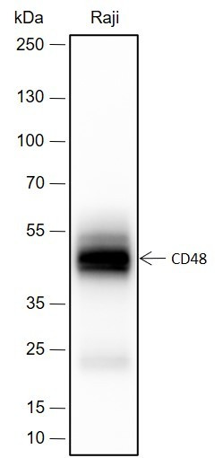 Anti-Recombinant CD48, clone A406