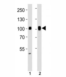 Anti-Specificity Protein 1 Antibody (SP1), clone 1326CT463.109.176
